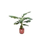 Bananenpflanze (Musa) inklusive elho Jazz Round Rot - 90-100cm - Ø23cm -...