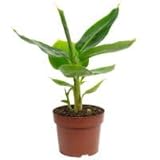 Bananenpflanze - exotische Zimmerpflanze, Musa tropicana - Höhe ca. 30 cm,...