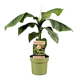 Plant in a Box - Musa Basjoo - Bananenpflanze Winterhart - Bananenbaum -...