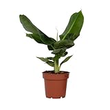 Plant in a Box - Bananenpflanze - Musa 'Oriental Dwarf' - Höhe 25-40cm -...