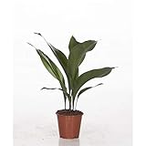 Aspidistra Elatior 50 cm - Schusterpalme/Metzgerpalme - Robuste...