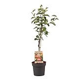 Plant in a Box - Malus domestica - Apfelbaum - Malus Elstar - Topf 21cm -...