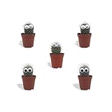 DutchLeafs Mini-Kakteen mit Augen Mix 5 Stück - Topf 5,5 cm - Kleine...