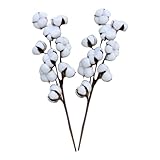 Facynde Baumwolle Zweig Natürlich Baumwolle Getrocknete Blumen Kunstblumen...