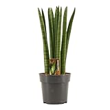 Sansevieria Cylindrica Straight 30 cm – Bogenhanf (Schwiegermutterzunge)...