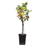 Plant in a Box - Trio-Apfelbaum - 3 Apfelsorten an 1 Baum - Malus Elstar,...