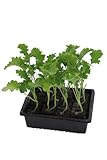 Grünkohlpflanzen im 20er Pack, Grünkohlpflanzen, Grünkohl kaufen,...