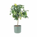 KENTIS - Zitronenbaum - Citrus Limon - Echte Outdoor-Obstpflanzen -...