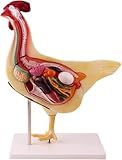 Huhn Anatomie Modell, Tier Anatomie Modelle Für Den Unterricht, Abnehmbare...