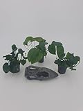 Wasserpflanzen Set 3 Anubias 1x Nana 1x bateri 1x coin leaf echte...