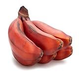 Frische 80 Stück Bananenfruchtsamen zum Anpflanzen