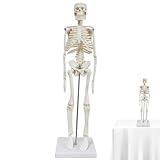 Anatomie Modell Skelett, 45cm Mini Ganzkörper Menschliches Skelett...