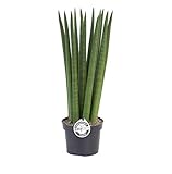 Sansevieria Cylindrica Straight ca. 40 cm –...