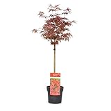 Plant in a Box - Acer palmatum 'Shaina' - Japanischer Ahornbaum winterhart...