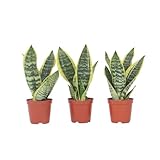 Plant in a Box - Sansevieria 'Futura Superba' - 3er Set - Zimmerpflanzen -...