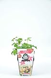 Rubus arcticus 'Sofia' – Arktische Himbeere (30-35 cm) winterharte...