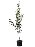 Birnenbaum Williams Christ Herbstbirne Tafelbirne Buschbaum 110-140 cm 9,5...