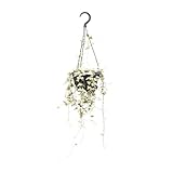 Leuchterblume - Ceropegia Woodii ssp.woodii - Zimmerpflanze - Ø14cm - 50cm