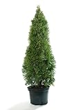 Thuja Smaragd Lebensbäume Heckenpflanzen immergrün Lebensbaum 80-100 cm