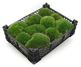 Kiste 40x30x8 cm frisches Premium Kugelmoos, echtes natur Moos Dekomoos...