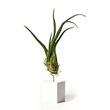 PLANDAIRE Tillandsia Caput Medusae IR Pflanze ohne lebende Erde –...