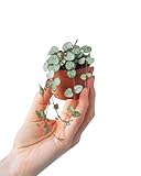 PLNTS - Baby Ceropegia Woodii String Of Hearts - Zimmerpflanze - Echte...