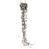 Plant in a Box - Ceropegia linearis Woodii - Senkrecht-Herzblatt -...
