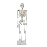 MedMod Anatomie Skelett 87 cm, detailliertes menschliches Skelett aus...