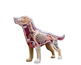 Anatomisches Modell Golden Retriever 4D MASTER -...