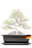 Genki-Bonsai Pflanzschale 34 x 26 x 9 cm aus Kunststoff – rechteckiger...