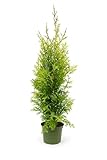 5 Thuja Brabant 110-130cm XXl ohne Topf gemessen frisch vom Feld...