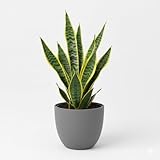 Sansevieria Futura Superba Bogenhanf, Luftreinigende Zimmerpflanze,...