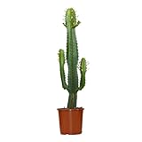 Bloomique - Euphorbia Acrurensis - Cowboy Kaktus - Sukkulenten -...