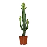 Bloomique - Euphorbia Acrurensis Zimmerpflanze - Kaktus Zimmerpflanzen -...