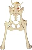 Hundeskelettmodell, Hundebeckenmodell, anatomisches Modell des Hüftgelenks...