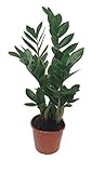 Glücksfeder, (Zamioculcas zamiifolia), Zamie, Zamia Farn, Zamia Palme,...