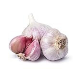 15 pcs pflanzknoblauch winterhart samen - alte gemüsesorten garten...