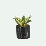 Sansevieria ‘Golden Hahnii’ (Bogenhanf) – kleine, robuste...
