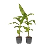 Plant in a Box - Bananenpflanze - 2er Set - Musa Basjoo - Höhe 55-70cm -...