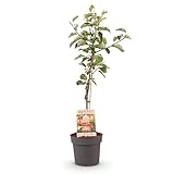 GreenboutiQ - Obstpflanze - Apfelbaum - Malus domestica Elstar - Roter...