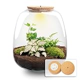 urbanjngl.com - Emma - Flaschengarten mit Licht - DIY Terrarium mit...