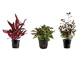 Tropica Pflanzen Set mit 3 schönen roten Topf Pflanzen Aquariumpflanzenset...