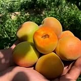 aprikosenbaum kaufen, bodendecker winterhart mehrjährig deko bio indoor...