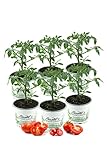 Tomatenset, 6 Tomatenpflanzen,Normale...