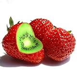 Haloppe 100/200/400 Stück Erdbeer-Kiwi-Fruchtsamen für die Bepflanzung...