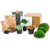 Flaschengarten - Pflanzenterrarienpaket - Coffea Arabica - 3...