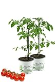 2er Set Tomatenpflanze Supersweet-100 F1 - Lupitos, Veredelte Kirschtomate,...