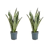 Bloomique - 2er Set - Sansevieria Laurentii - Bogenhanf - Sukkulenten -...