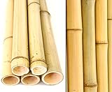 bambus-discount.com 10er Set Bambusrohr 300cm gelb mit 4,5-6cm Durchmesser...