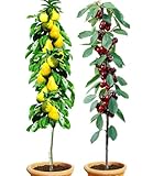 BALDUR Garten Säulenobst-Duo Birne & Kirsche, 2 Pflanzen Birnenbaum...